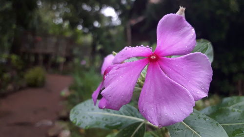 Close-up of water drops on pink flower blooming outdoors