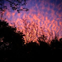 Silhouette of trees at sunset