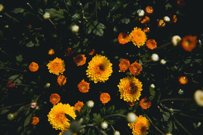 Close-up of yellow flowering plant