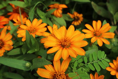 Close-up of yellow flowering plants