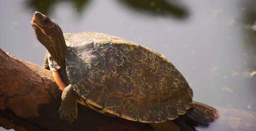 Close-up of turtle in water