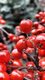 Close-up of tomatoes