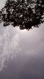 Low angle view of tree against sky