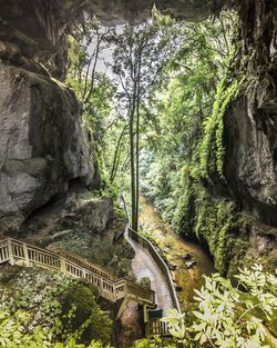 View of bridge in forest