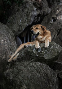 Close-up of dog on rock