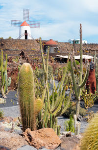 Cactus by building against sky