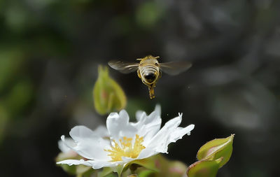 Close-up of bee buzzing over flower