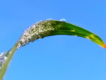 Low angle view of plant against clear blue sky