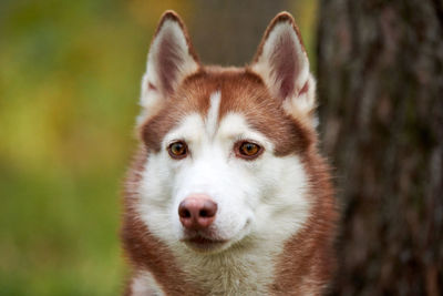 Lovely siberian husky dog portrait close up, young female siberian husky. husky dog outdoor