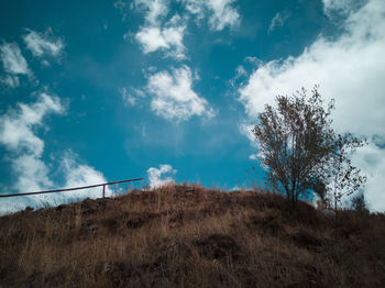 Low angle view of trees on field against sky