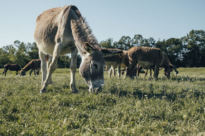 Donkey grazing in a field