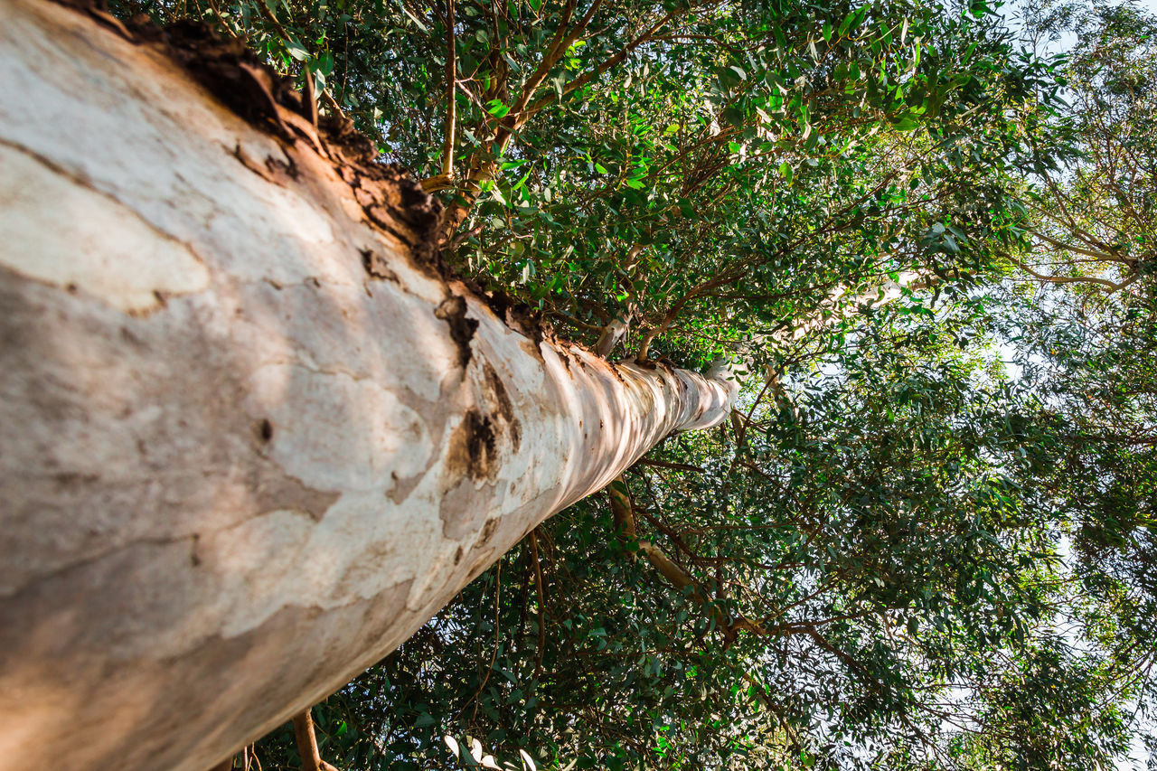 LOW ANGLE VIEW OF TREES GROWING ON ROCK