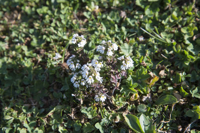 Close-up of flowering plant on field