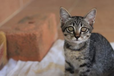 Close-up portrait of tabby cat