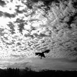 Low angle view of birds flying against cloudy sky