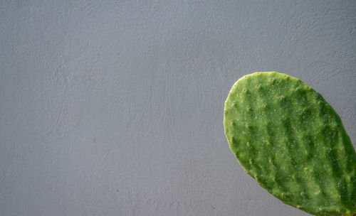 Directly above shot of fruit against white background