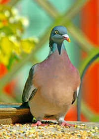 Close-up of bird perching