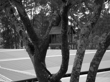 Trees on roof against sky