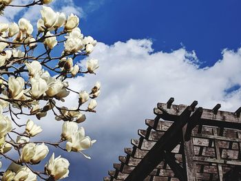 Low angle view of flowering plant against sky