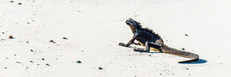 High angle view of marine iguana on beach