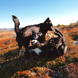 Close-up of dog on field against clear sky