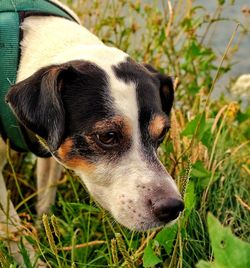 Close-up of dog looking away on field
