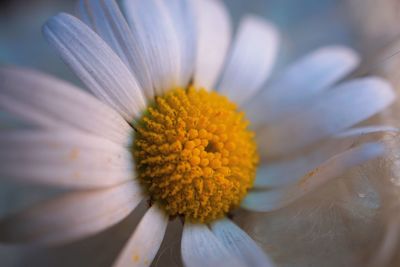 Close-up of daisy flower