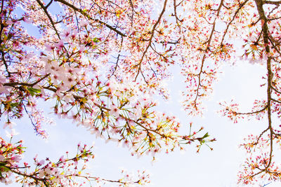 Low angle view of cherry blossoms against sky