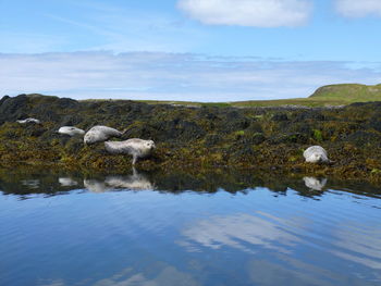 Seals in scotland highlands