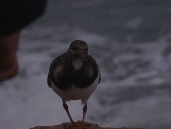 Close-up of bird perching outdoors