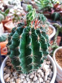 High angle view of succulent plant