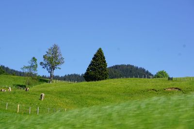 Scenic view of grassy field against sky