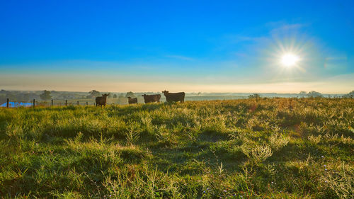 Scenic view of field against sky during sunset