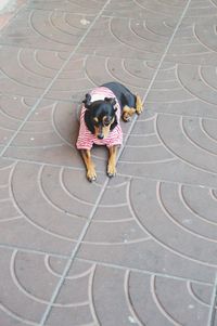 High angle view of dog on footpath