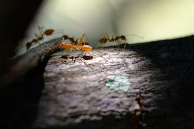 Close-up of spider on wood