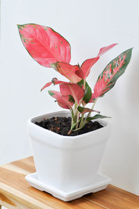 Close-up of potted plant on table against white background