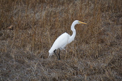 High angle view of heron on lake