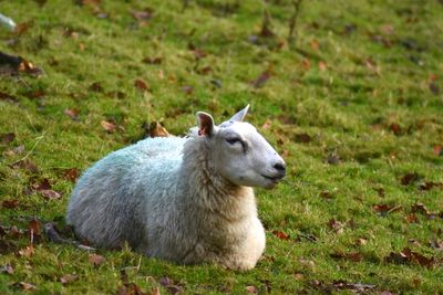 View of sheep on field