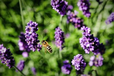 High angle view of bee by lavender flowers