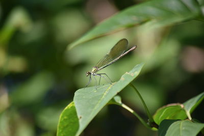 Close-up of insect on leaf