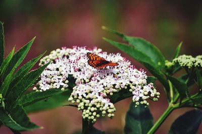 Close-up of butterfly pollinating flower