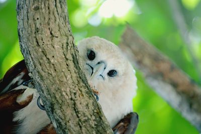 Close-up of owl perching on tree