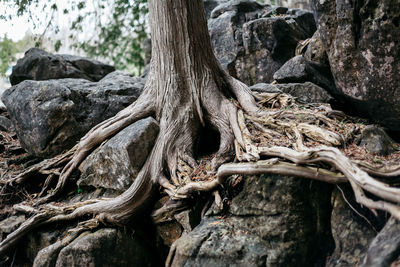 Close-up of tree roots