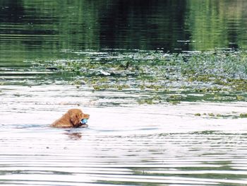 Cat on lake