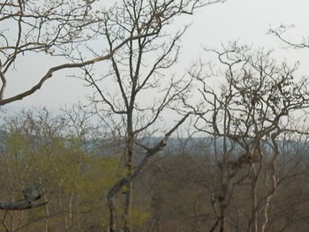 Bare trees on landscape against sky