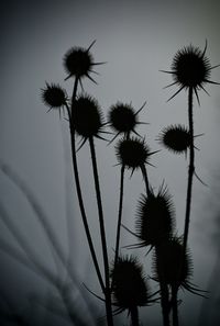 Close-up of thistle against sky
