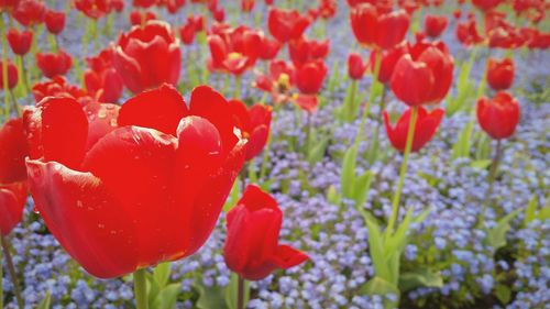 Close-up of red flower