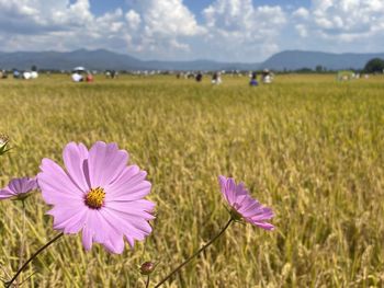 View of purple flower on field against sky