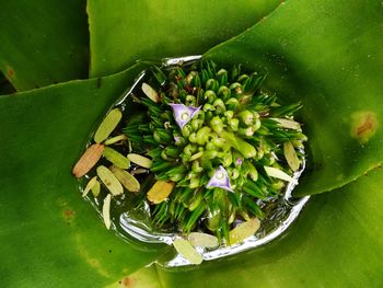 High angle view of succulent plant