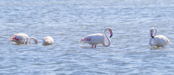 Swans swimming in lake